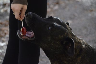 Close-up of person eating dog