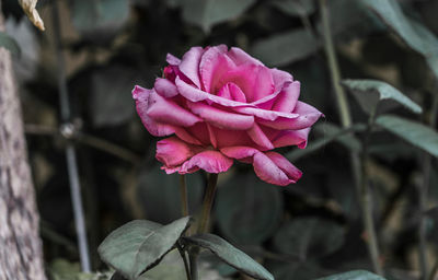 Close-up of pink rose