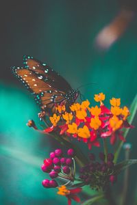 Close-up of butterfly pollinating on flower