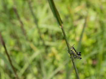 Close-up of insect on plant