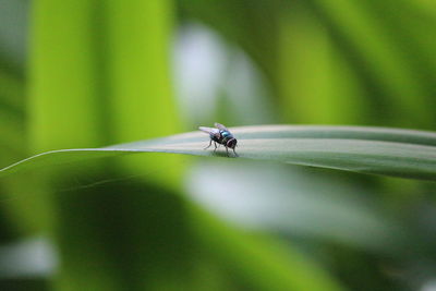 Close-up of insect on leaf