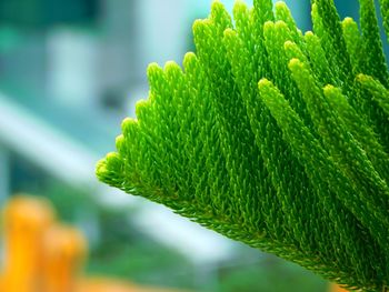 Close-up of fern leaves