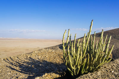 Close-up of cactus in desert against blue sky