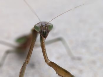 Close-up of insect on leaf