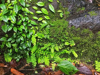 Close-up of green leaves on rock