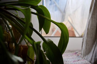 Close-up of fresh green plant