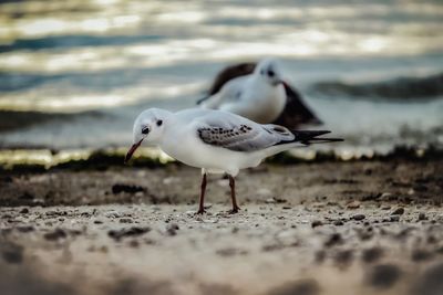 Close-up of seagull on beach