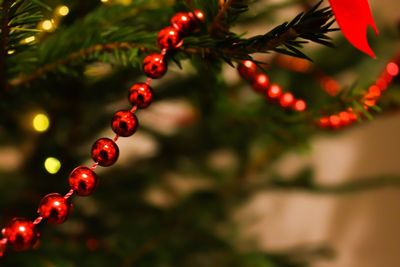 Close-up of christmas tree