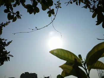 Low angle view of tree against sky