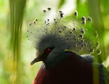 Close-up of a bird