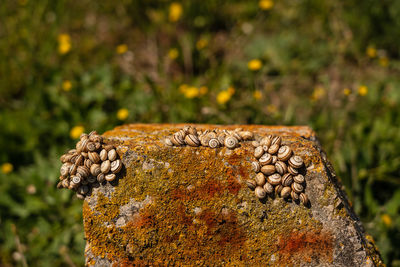 Three clusters of tiny snails on a stone