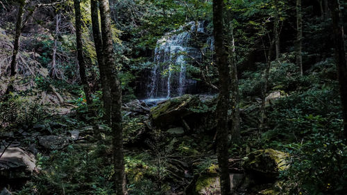 Trees growing in forest