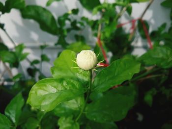 Close-up of white flowering plant