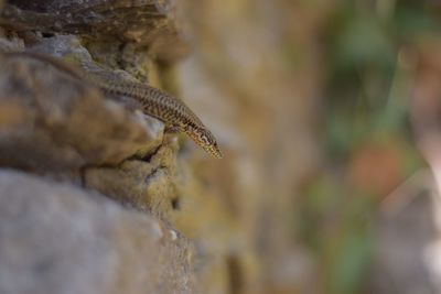 Close-up of lizard on rock