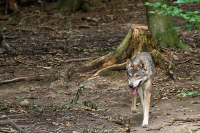 High angle view of wolf