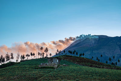 Scenic view of field against clear sky
