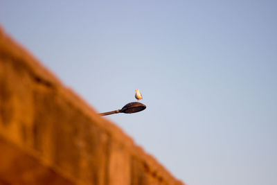 Low angle view of bird flying against clear sky