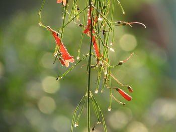 Close-up of insect on plant