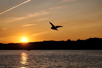 Silhouette bird flying over sea against sky during sunset