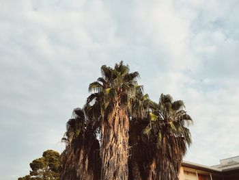 Low angle view of palm tree against sky