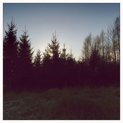 Bare trees on grassy field against sky