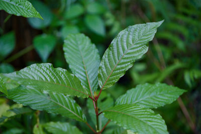 Close-up view of mitragyna speciosa or kratom leaves with dew drop