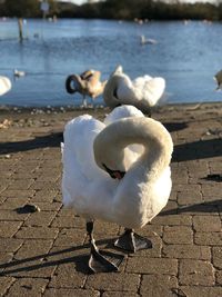 Close-up of swan swimming on lake