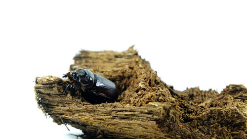 Close-up of insect on rock