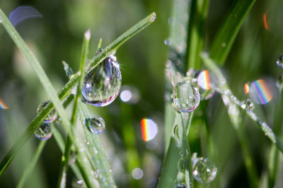 Close-up of water drops on plant