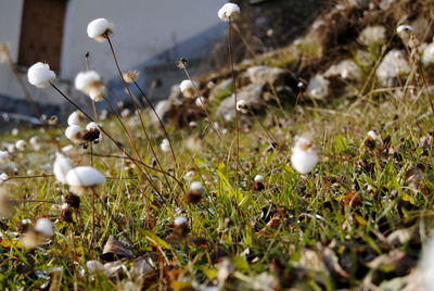 Close-up of plants growing on field