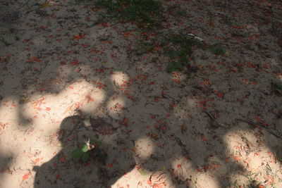 Close-up of plants on sand