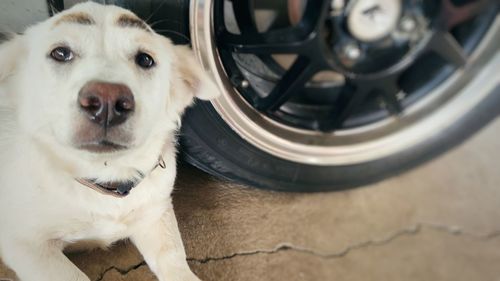 Close-up portrait of dog