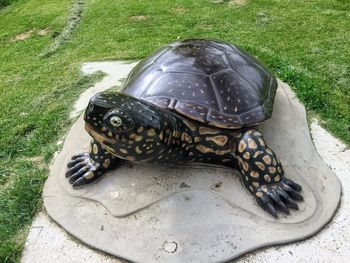 High angle view of tortoise on field