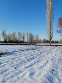 Bare trees on snow covered field against sky