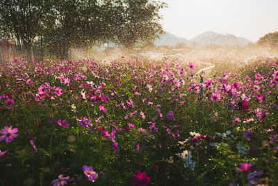 Cosmos flowers beautiful in the garden background, water splash