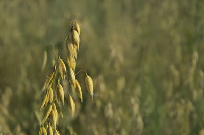 Close-up of wheat growing on field