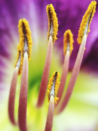 Close-up of purple flower