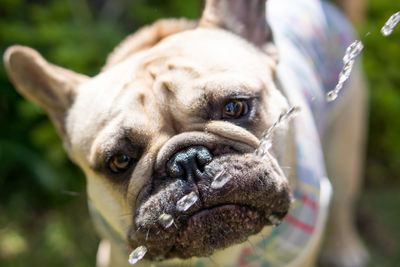 Close-up portrait of dog outdoors