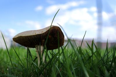 Close-up of mushroom growing on field against sky