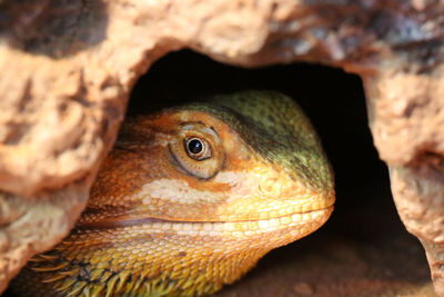 Close-up of lizard