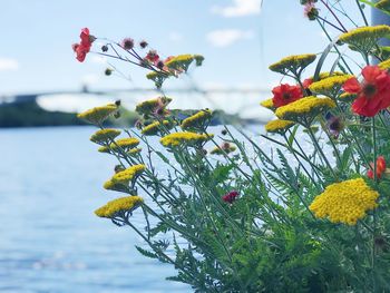 Close-up of yellow flowering plant against sky