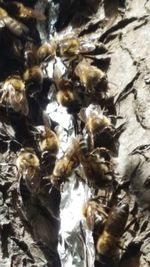 Close-up of bee on leaves