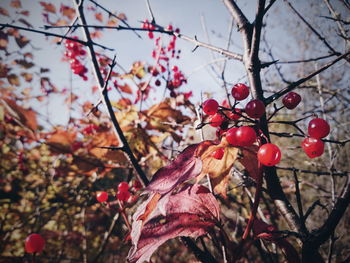 Close-up of cherry tree