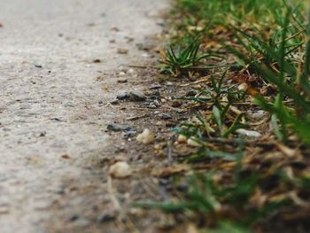 Close-up of lizard on grass