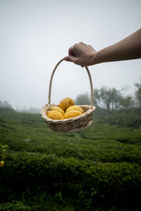 Person holding apple in basket against sky