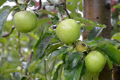 Close-up of fruits on tree