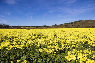 Scenic view of  rapeseed field against sky