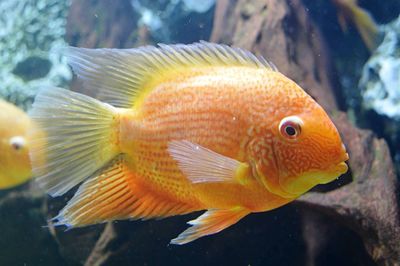 Close-up of fish in aquarium