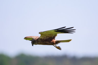 Bird flying over the sky