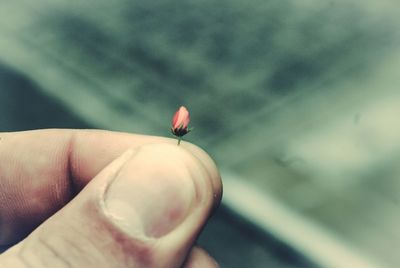 Cropped image of hand holding small flower bud